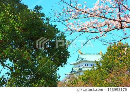 Scenery of cherry blossoms in full bloom and Nagoya Castle, Nagoya City, Aichi Prefecture 138998176