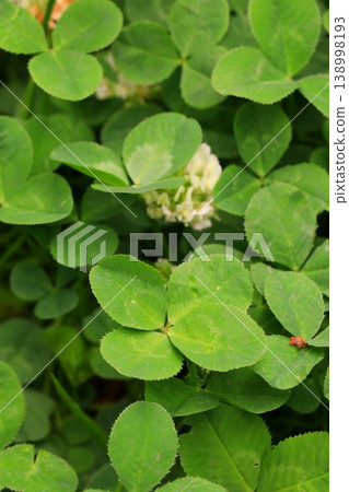 四葉三葉草 四葉三葉草 138998193