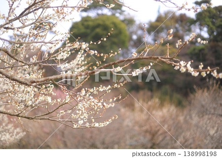 梅花和花苞,白色花朵,粉紅色梅花,早春梅花 梅花和花苞,白色花朵,粉紅色梅花,早春梅花 138998198