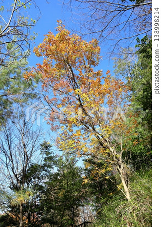 Refreshing autumn leaves on a sawtooth oak tree 138998214