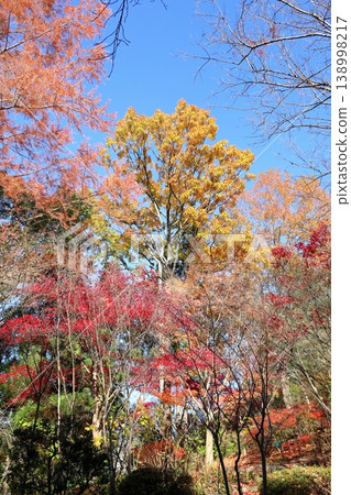 Vibrant autumn leaves on an oak tree 138998217