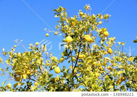 Refreshing, abundant harvest of lemons 138998221