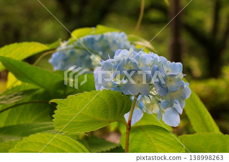 Blue hydrangea 138998263