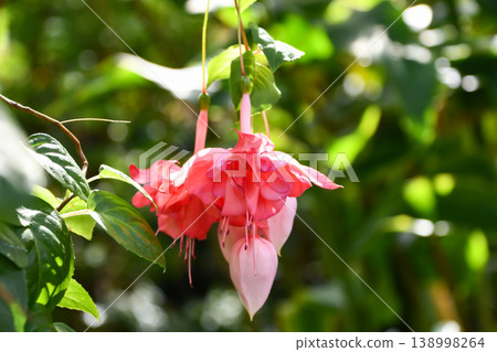 Fuchsia 'Petiage' Fuchsia 'Petiage' 138998264