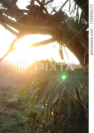 Cycads, plants illuminated by the setting sun Cycads, plants illuminated by the setting sun 138998272