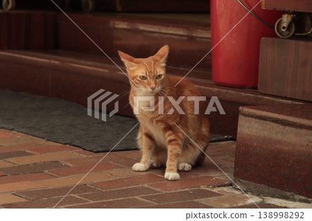A tabby cat strolling through town A tabby cat strolling through town 138998292