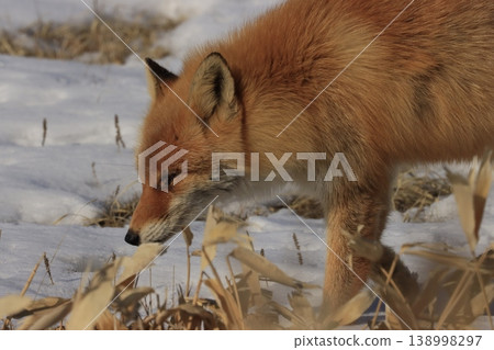 一隻赤狐在野付半島的雪地上行走 138998297
