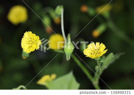 Nature, Plants: *Lapsana communis* (Japanese laurel). The flowers are yellow with 10 to 20 petals. After the flowers have finished blooming, the involucre becomes round and droops. Nature, Plants: *Lapsana communis* (Japanese laurel). The flowers are yellow with 10 to 20 petals. After the flowers have finished blooming, the involucre becomes round and droops. 138998331