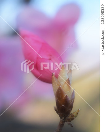 The shimmering base of the buds of the Rhododendron pentaphyllum (aff20260408070544) The shimmering base of the buds of the Rhododendron pentaphyllum (aff20260408070544) 138998529