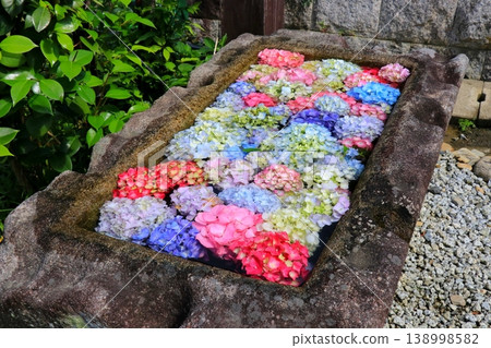 繡球花漂浮在溫室裡 繡球花漂浮在溫室裡 138998582