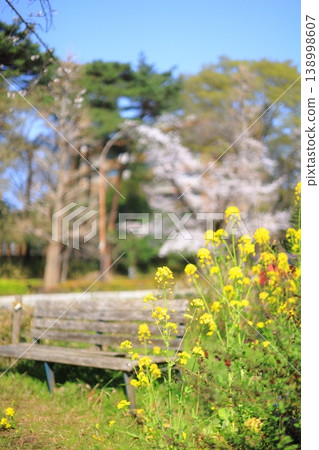 A landscape with rapeseed flowers, a bench, and cherry blossoms. A landscape with rapeseed flowers, a bench, and cherry blossoms. 138998607