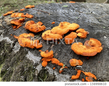 生長在樹樁上的亮橙色菇:褐斑火菇(Pyrocothemis fuscoparius) 生長在樹樁上的亮橙色菇:褐斑火菇(Pyrocothemis fuscoparius) 138998610