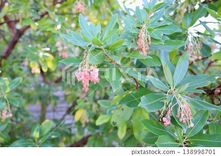 可愛的日本草莓花 可愛的日本草莓花 138998701