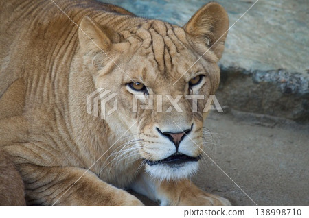 Female Lion Female Lion 138998710