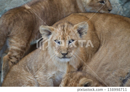 A child of a lion A child of a lion 138998711