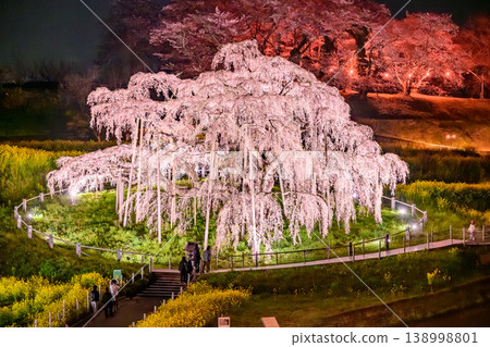The Miharu Takizakura cherry tree and its illuminations create a magical atmosphere on a night of spring, a festival of the spring nights in Fukushima Prefecture. The Miharu Takizakura cherry tree and its illuminations create a magical atmosphere on a night of spring, a festival of the spring nights in Fukushima Prefecture. 138998801