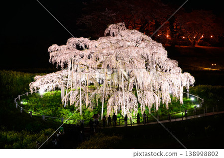 The giant weeping cherry tree of Miharu Takizakura stands out against the jet black sky. Close-up of the illuminated cherry blossoms at night. Fukushima Prefecture. 138998802