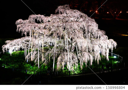 The giant weeping cherry tree of Miharu Takizakura stands out against the jet black sky. Close-up of the illuminated cherry blossoms at night. Fukushima Prefecture. The giant weeping cherry tree of Miharu Takizakura stands out against the jet black sky. Close-up of the illuminated cherry blossoms at night. Fukushima Prefecture. 138998804