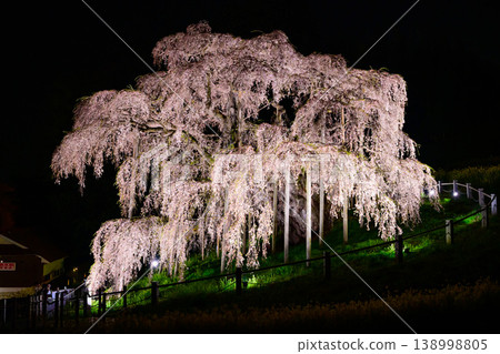 The awe-inspiring sight of the giant trees from eye level; the illuminated Miharu Takizakura cherry tree; and the red weeping cherry tree in full bloom at night. The awe-inspiring sight of the giant trees from eye level; the illuminated Miharu Takizakura cherry tree; and the red weeping cherry tree in full bloom at night. 138998805
