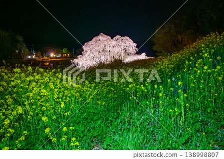 A beautiful collaboration of rape blossoms and Miharu Takizakura cherry tree, illuminated by lights, creating a stunning two-color spring spectacle in Miharu Town, Fukushima Prefecture. A beautiful collaboration of rape blossoms and Miharu Takizakura cherry tree, illuminated by lights, creating a stunning two-color spring spectacle in Miharu Town, Fukushima Prefecture. 138998807