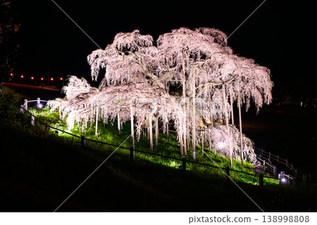 The graceful curves of the weeping cherry tree flowing across the night sky; the elegant sight of the illuminated Miharu Takizakura cherry tree. The graceful curves of the weeping cherry tree flowing across the night sky; the elegant sight of the illuminated Miharu Takizakura cherry tree. 138998808