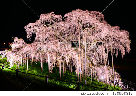 A shower of crimson weeping cherry blossoms fills the screen. The Miharu Takizakura cherry tree is illuminated and in full bloom. A powerful close-up. A shower of crimson weeping cherry blossoms fills the screen. The Miharu Takizakura cherry tree is illuminated and in full bloom. A powerful close-up. 138998812