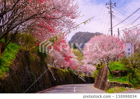 一條兩旁盛開著桃花的街道 一條兩旁盛開著桃花的街道 138998834