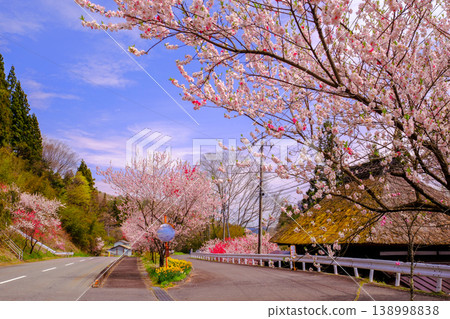 A landscape of flowering peach trees and thatched roofs. A landscape of flowering peach trees and thatched roofs. 138998838
