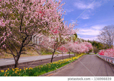A road lined with blooming peach blossoms and daffodils. A road lined with blooming peach blossoms and daffodils. 138998839
