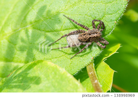 A female wolf spider protecting her egg sac containing eggs. A female wolf spider protecting her egg sac containing eggs. 138998969