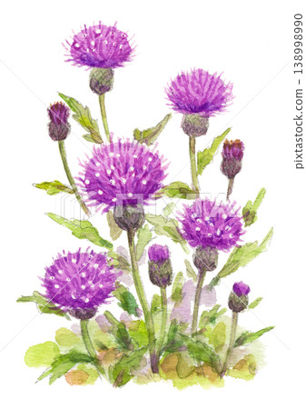 一幅薊花的水彩插圖。 一幅薊花的水彩插圖。 138998990