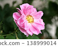 保加利亞玫瑰（卡贊利克）| 大馬士革玫瑰（用於香水） 138999014