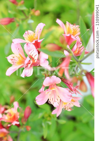 Alstroemeria in full bloom (vertical orientation) Alstroemeria in full bloom (vertical orientation) 138999041