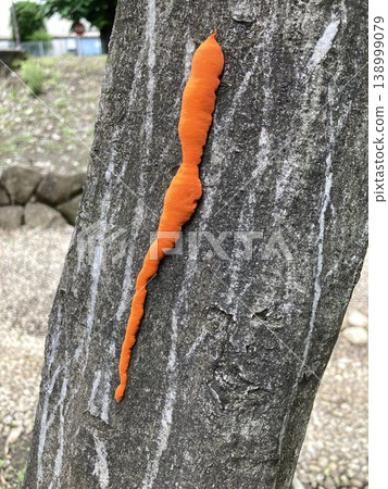 Bright orange fungi attached to the bark of standing trees 138999079