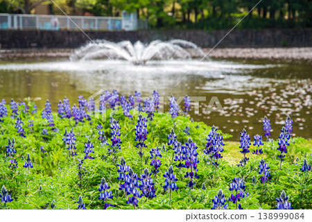 Casa Lupinus and Fountain at Kiso Sansen Park (Kiso Sansen Park Center, Kaizu City, Gifu Prefecture) Casa Lupinus and Fountain at Kiso Sansen Park (Kiso Sansen Park Center, Kaizu City, Gifu Prefecture) 138999084