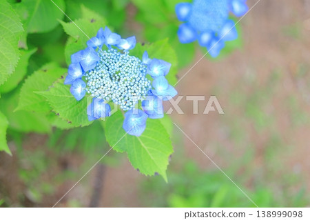藍色繡球花 藍色繡球花 138999098