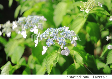 藍色繡球花 藍色繡球花 138999240