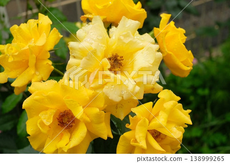 戶外花壇盛開著品種為「明媚香水」的黃色玫瑰。 138999265