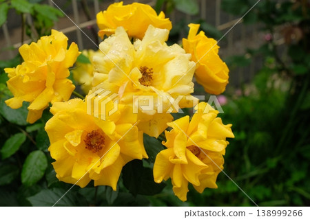 戶外花壇盛開著品種為「明媚香水」的黃色玫瑰。 138999266