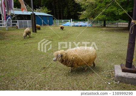 埼玉縣秩父市西武秩父站附近的羊山公園的綿羊景色。 埼玉縣秩父市西武秩父站附近的羊山公園的綿羊景色。 138999290