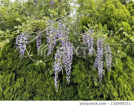 Wisteria flowers blooming throughout the city Wisteria flowers blooming throughout the city 138999351