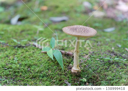 苔蘚覆蓋的地面上生長的蘑菇:高千穗峽的自然風光 苔蘚覆蓋的地面上生長的蘑菇:高千穗峽的自然風光 138999418