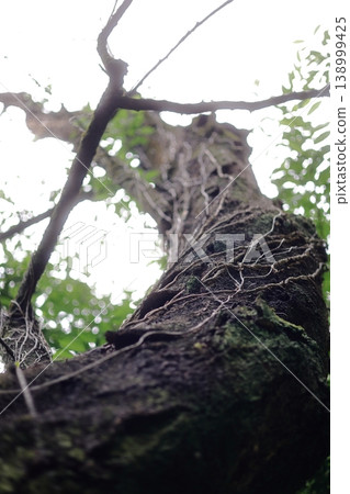 Vines entwined around the tree trunk Vines entwined around the tree trunk 138999425