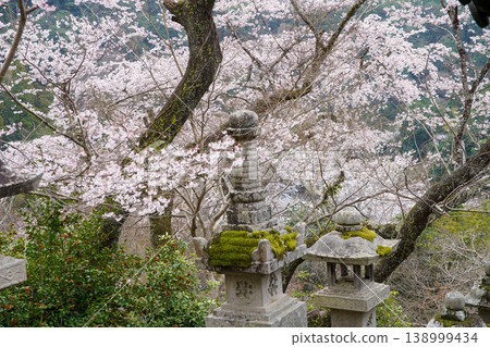 Cherry blossoms at Hase Temple 138999434