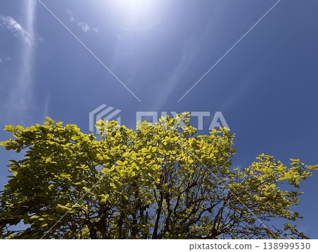 Blue sky, fresh green leaves, sun, and shining sun Blue sky, fresh green leaves, sun, and shining sun 138999530