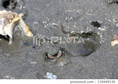 Japanese mud crabs inhabiting the tidal flats of the Edogawa floodway Japanese mud crabs inhabiting the tidal flats of the Edogawa floodway 138999536