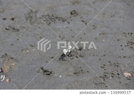 Small crabs active in the tidal flats of the Edogawa floodway. 138999537