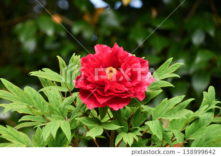 Button "Shimazu Beni" Peony Button "Shimazu Beni" Peony 138999642