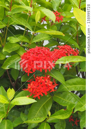沖繩的紅色花朵──三段花──正值盛花期──沖繩美景 沖繩的紅色花朵──三段花──正值盛花期──沖繩美景 138999728