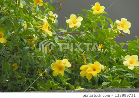 Yellow flowers, Allamanda chinensis, Okinawan scenery Yellow flowers, Allamanda chinensis, Okinawan scenery 138999731